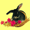 rabbiticon